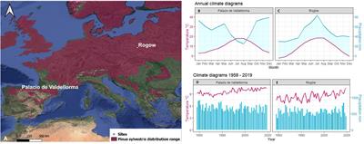 The admixture of Quercus sp. in Pinus sylvestris stands influences wood anatomical trait responses to climatic variability and drought events